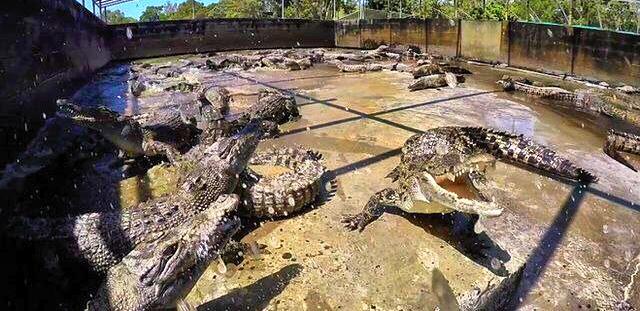 Crocodile Farm