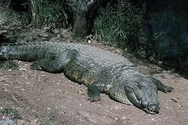 Crocodile Farm