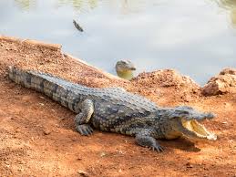 Crocodile Farm