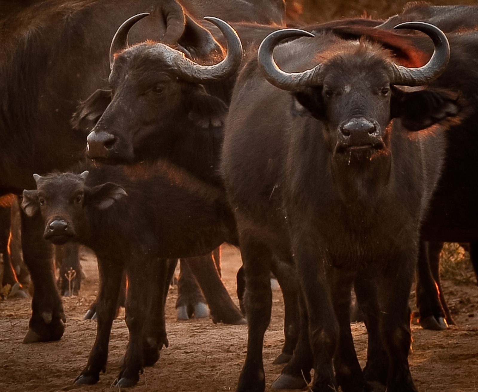 Chobe National Park